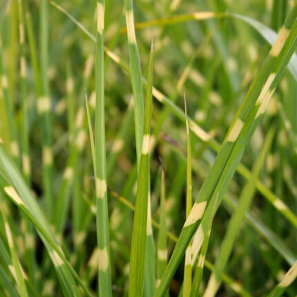 Miscanthus sin Strictus