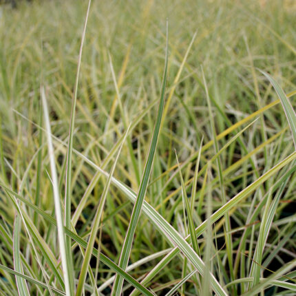 Miscanthus sin Variegatus
