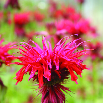 Monarda Cambridge Scarlet