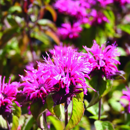 Monarda Pink Lace