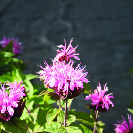 Monarda Sugar Lace