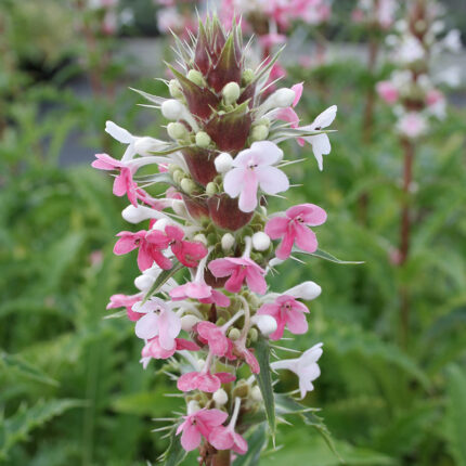 Morina longifolia