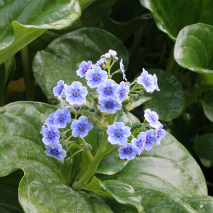 Myosotidium hortenzia
