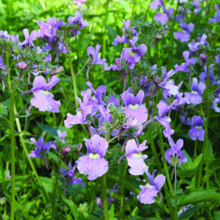 Nemesia denticulata Confetti
