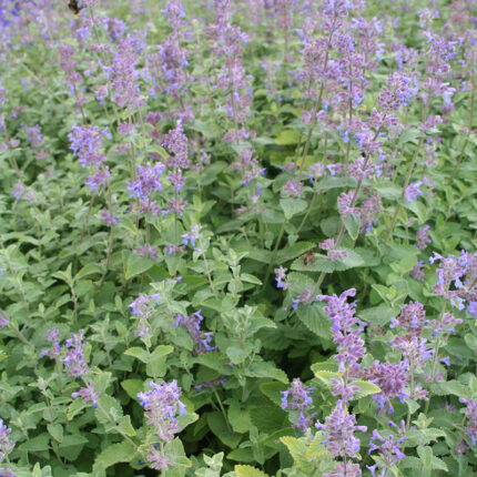 Nepeta x faassenii
