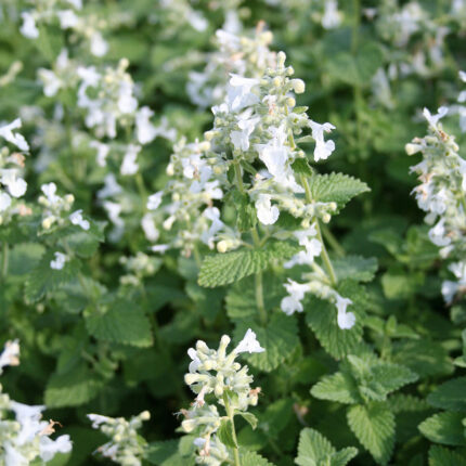 Nepeta racemosa Snowflake