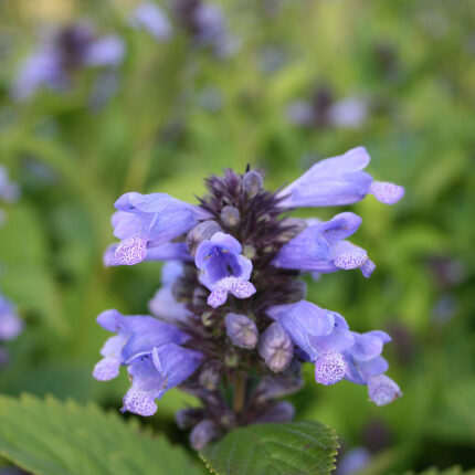 Nepeta subsessilis