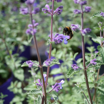Nepeta Walkers Low
