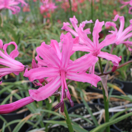 Nerine bowdenii