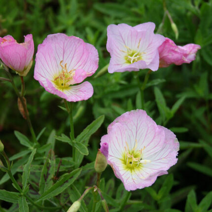 Oenothera Twilight