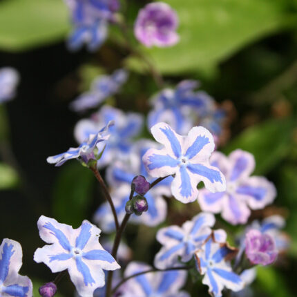 Omphalodes c Starry Eyes