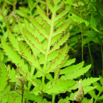Onoclea sensibilis