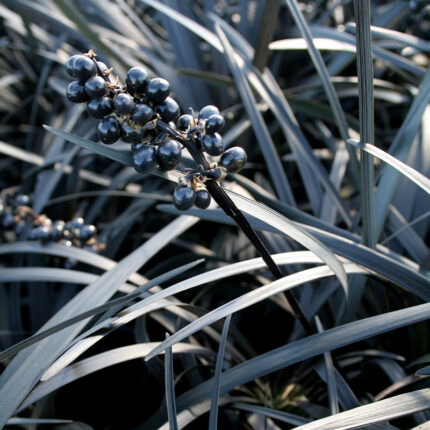 Ophiopogon plan Nigrescens