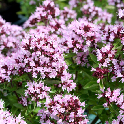 Origanum vulg Compactum