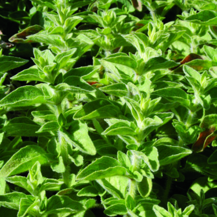 Oregano Hot n Spicy