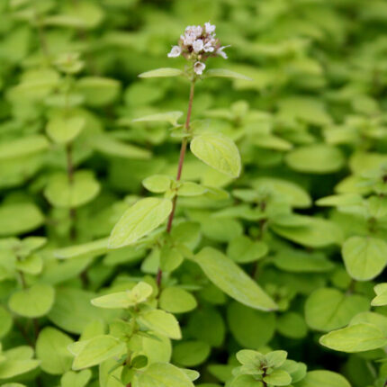 Oregano vulg Thumbles Variety