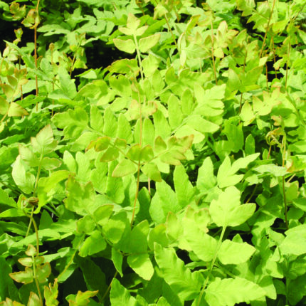 Osmunda regalis