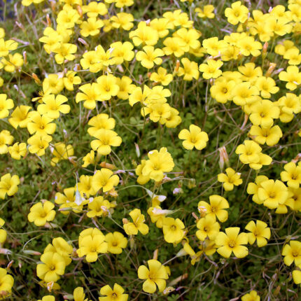 Oxalis chrysantha
