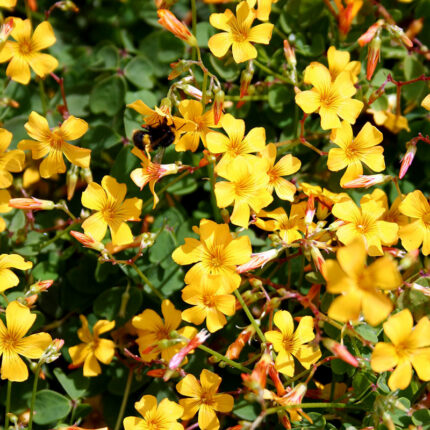 Oxalis vulcanicola