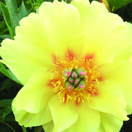 Paeonia itoh Bartzella