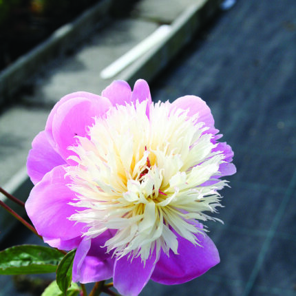 Paeonia Bowl of Beauty