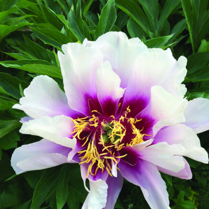 Paeonia itoh Cora Louise