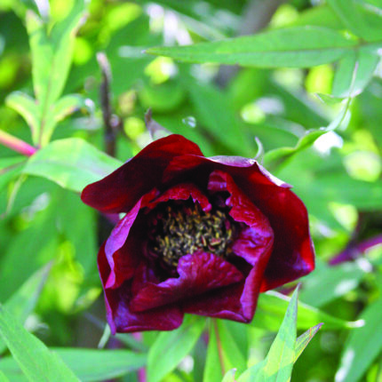 Paeonia delayvii
