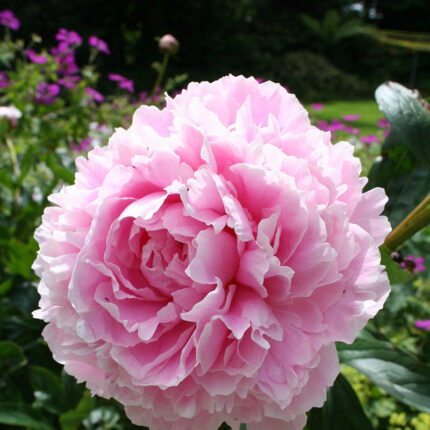Paeonia Sarah Bernhardt