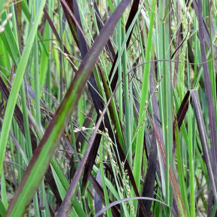 Panicum J S Blue Darkness