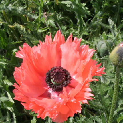 Papaver or Aglaja