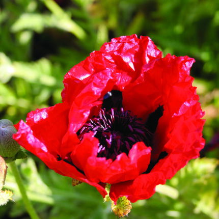 Papaver or Beauty of Livermere
