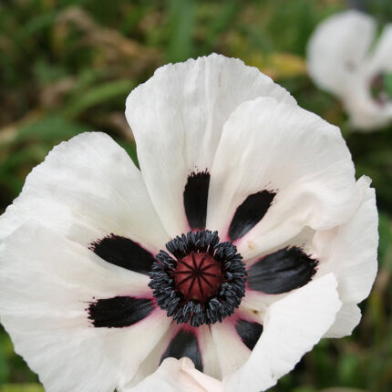 Papaver or Royal Wedding