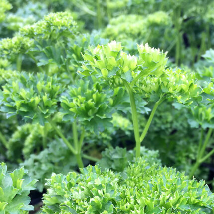 Parsley