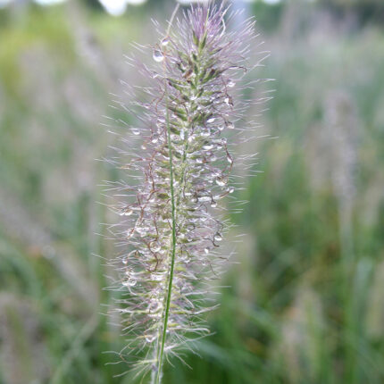 Pennisetum alop Hameln