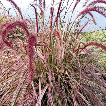 Pennisetum Cherry Sparkler