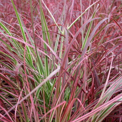 Pennisetum setacum Fireworks