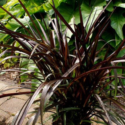 Pennisetum Princess Caroline