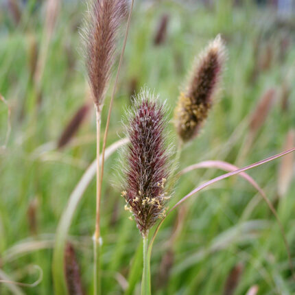 Pennisetum Red Bunny Tails