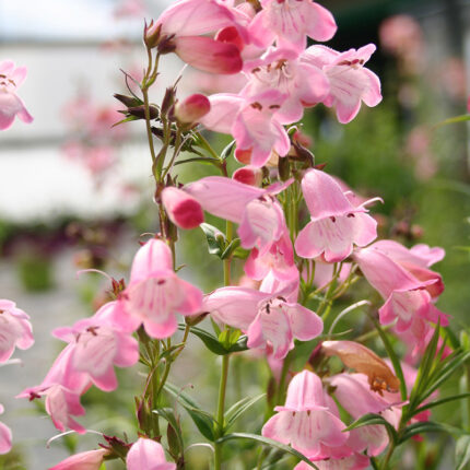 Penstemon Apple Blossom