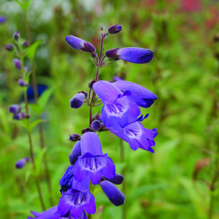 Penstemon Bodnant