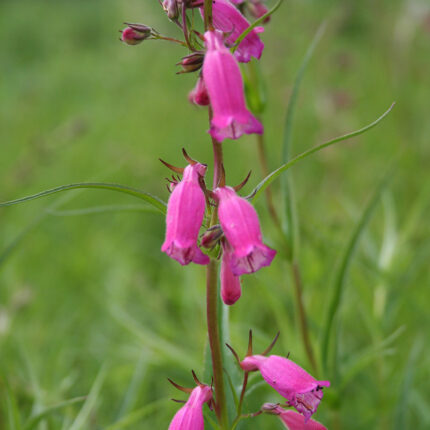 Penstemon Evelyn
