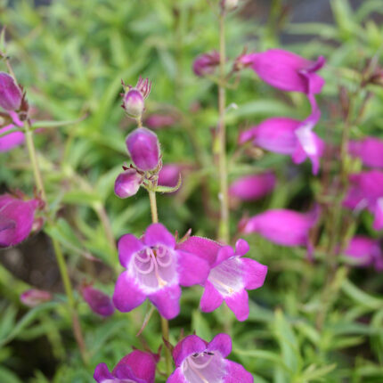 Penstemon Minibird Lavender