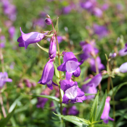 Penstemon Minibird Lilac