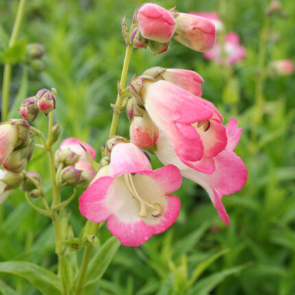 Penstemon Osprey