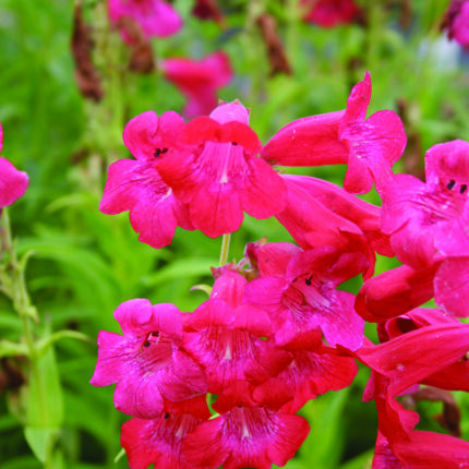 Penstemon Raspberry Ripple