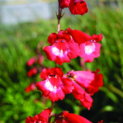 Penstemon Rubicundus
