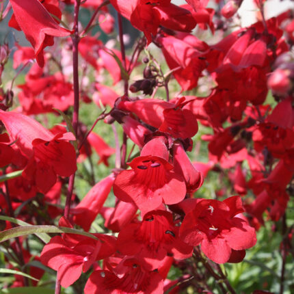 Penstemon Schoenholzeri