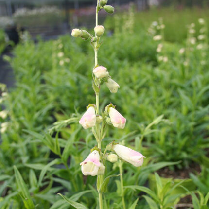 Penstemon White Bedder