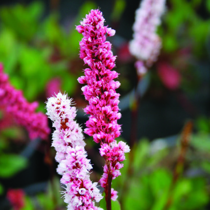 Persicaria aff Superba