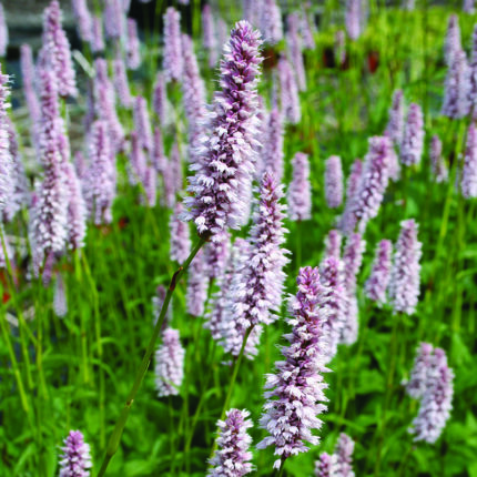 Polygonum bistorta Superba